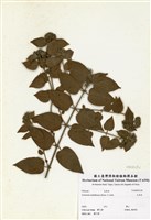 藏品(毛茉莉)的圖片